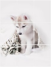 Foto tegelsticker 20x15 'Husky pup' form.60x45 cm hxb