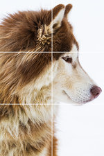 Foto tegelsticker 15x15 'Alaskan Wolf' 45x30 cm hxb