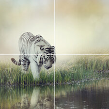 Foto tegelsticker 15x15 'witte tijger bij het water' 30x30 cm hxb