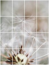 Foto tegelsticker 20x15 'Paardenbloem close-up' 80x60 cm hxb